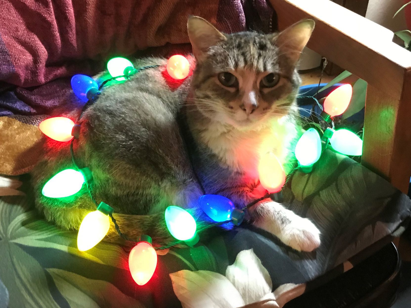 The Times Cutest Pets of Winter 2018